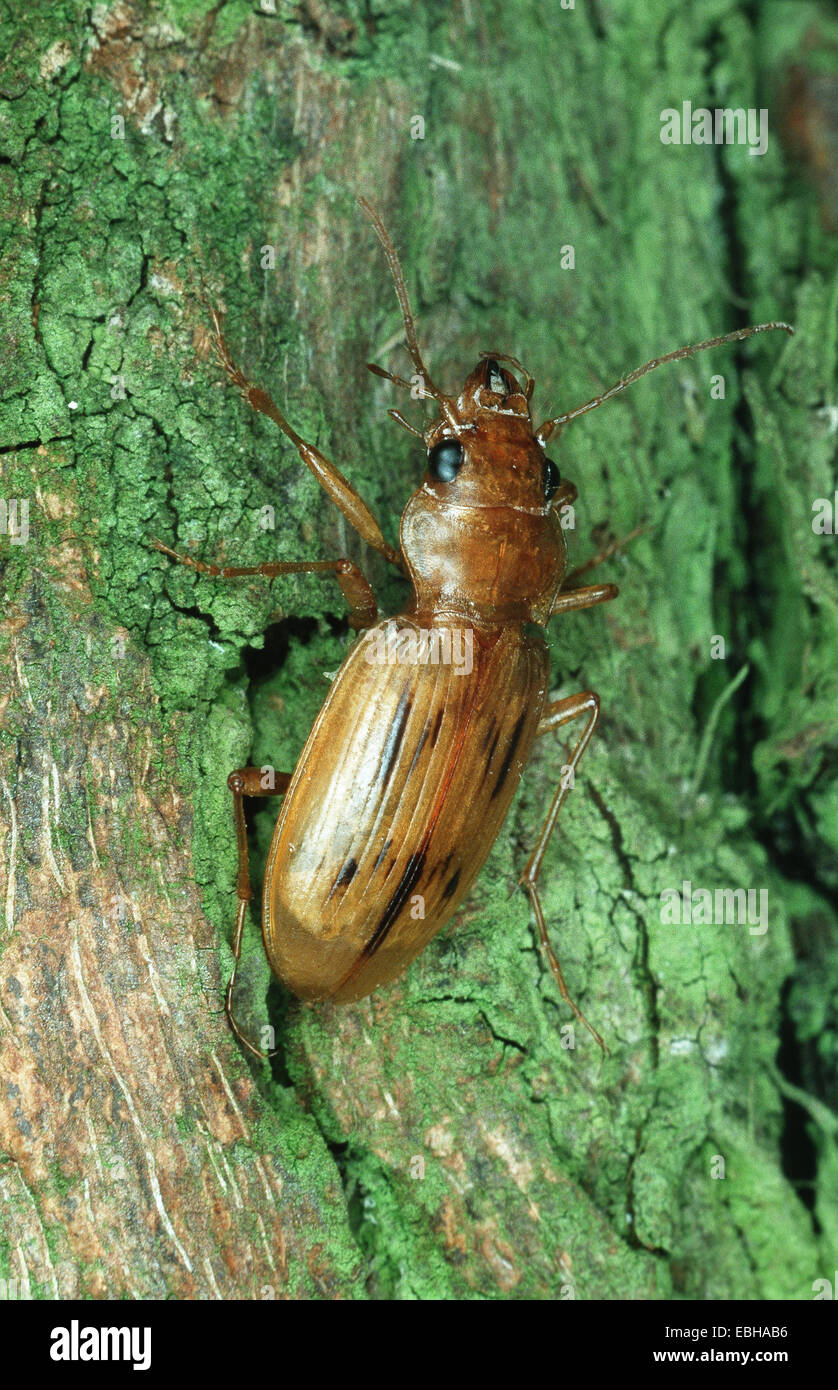 ground beetle (Eunebria complanata). Stock Photo