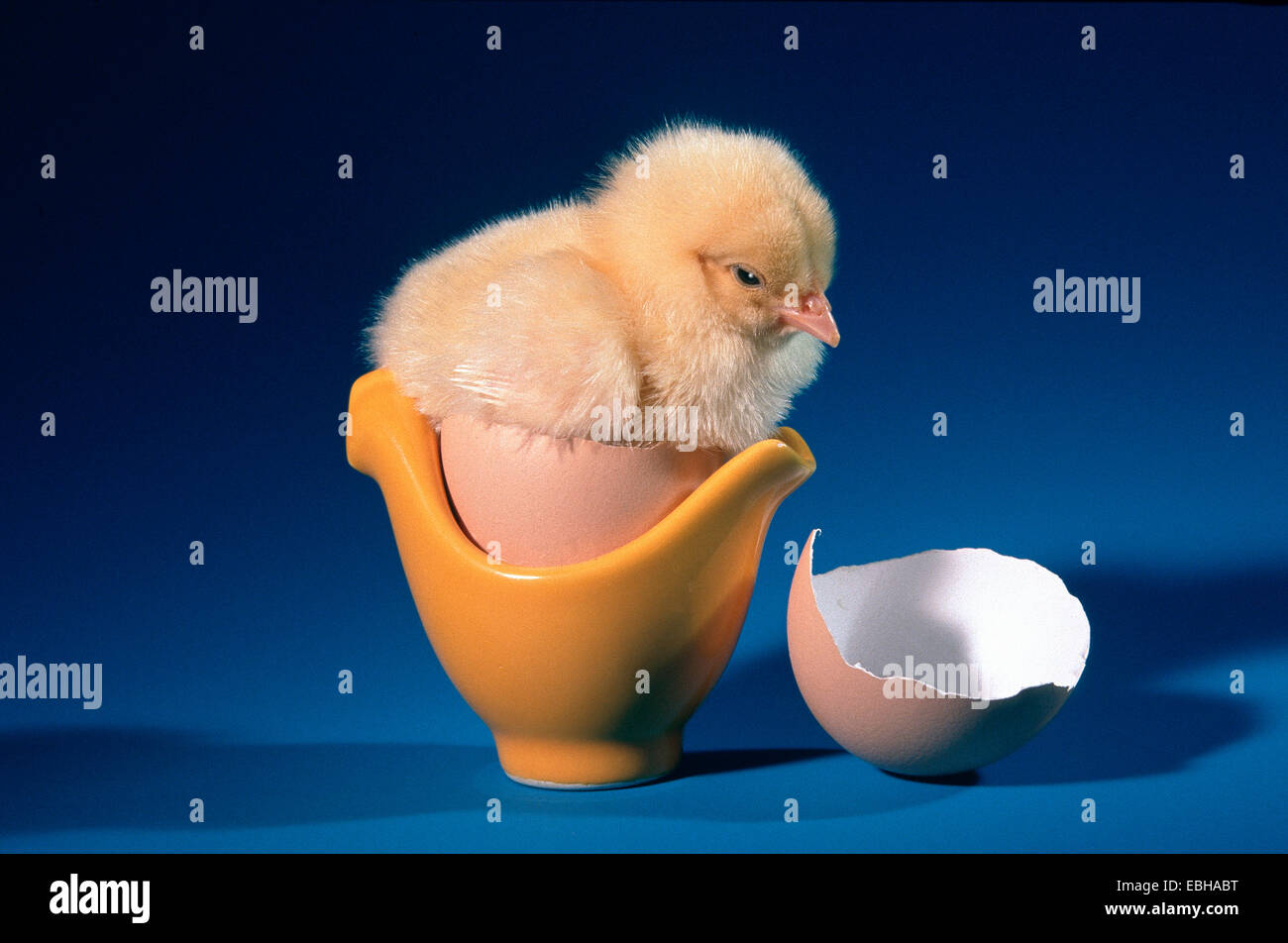 domestic fowl (Gallus gallus f. domestica). Stock Photo