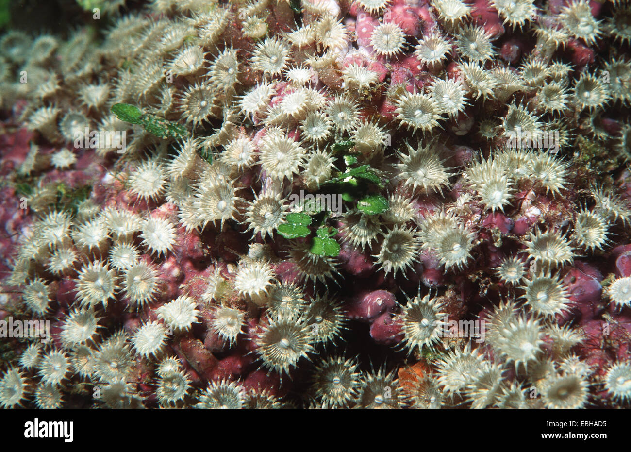 coral (Palythoa sp.). Stock Photo