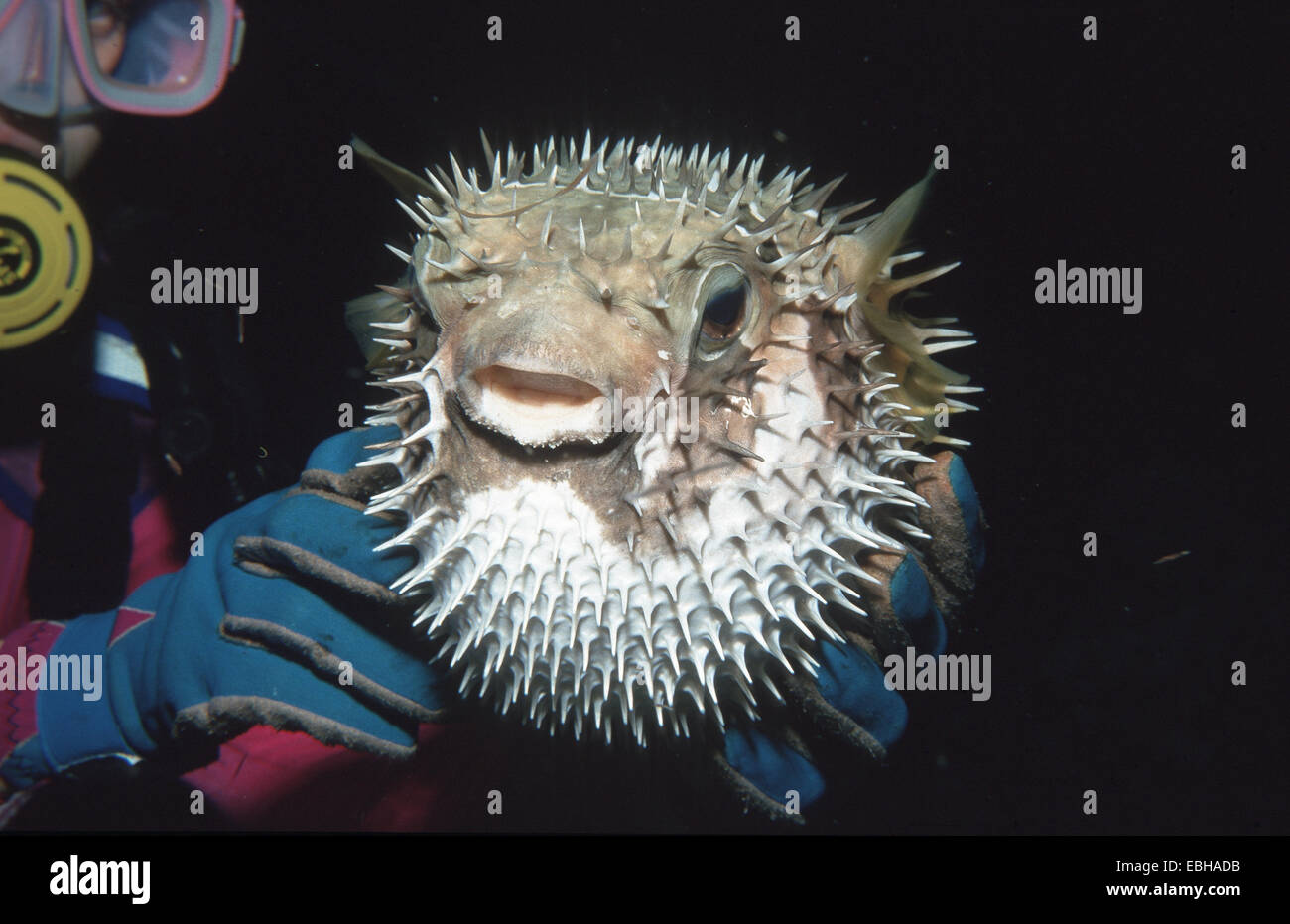 porcupinefish (Diodon liturosus). Stock Photo