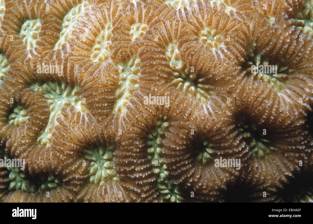 coral (Goniastrea sp.). Stock Photo