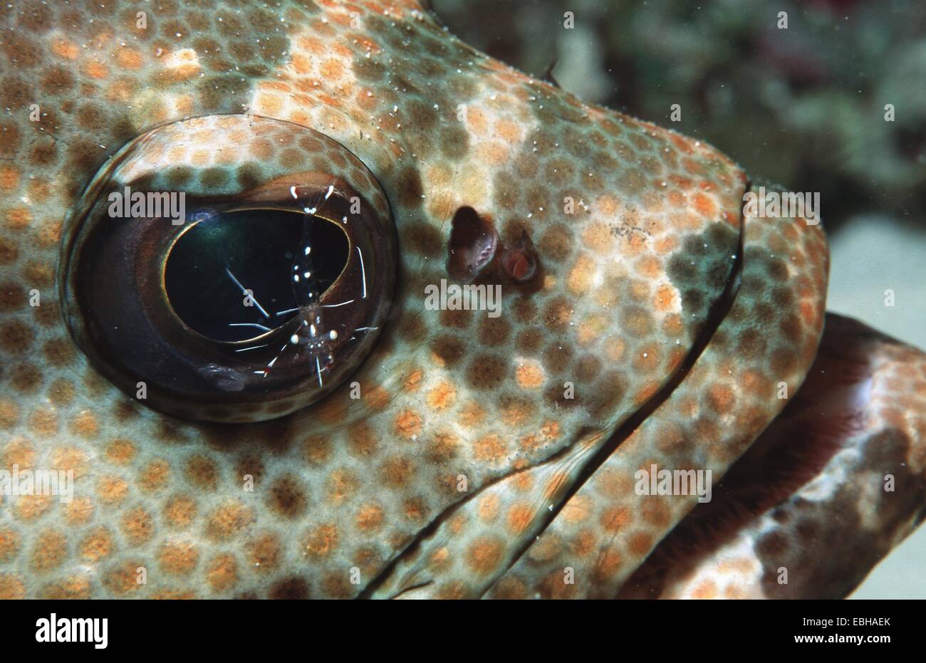 mottled grouper, camouflage grouper (Urocaridella antonbruunii, Epinephelus microdon). Stock Photo