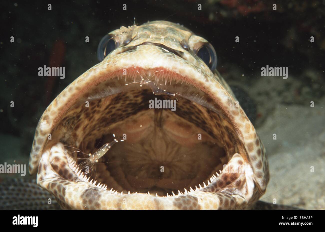 mottled grouper, camouflage grouper (Urocaridella antonbruunii, Epinephelus microdon). Stock Photo