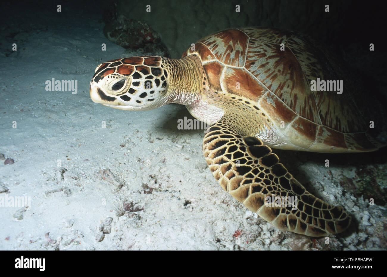 green turtle, rock turtle, meat turtle (Chelonia mydas). Stock Photo