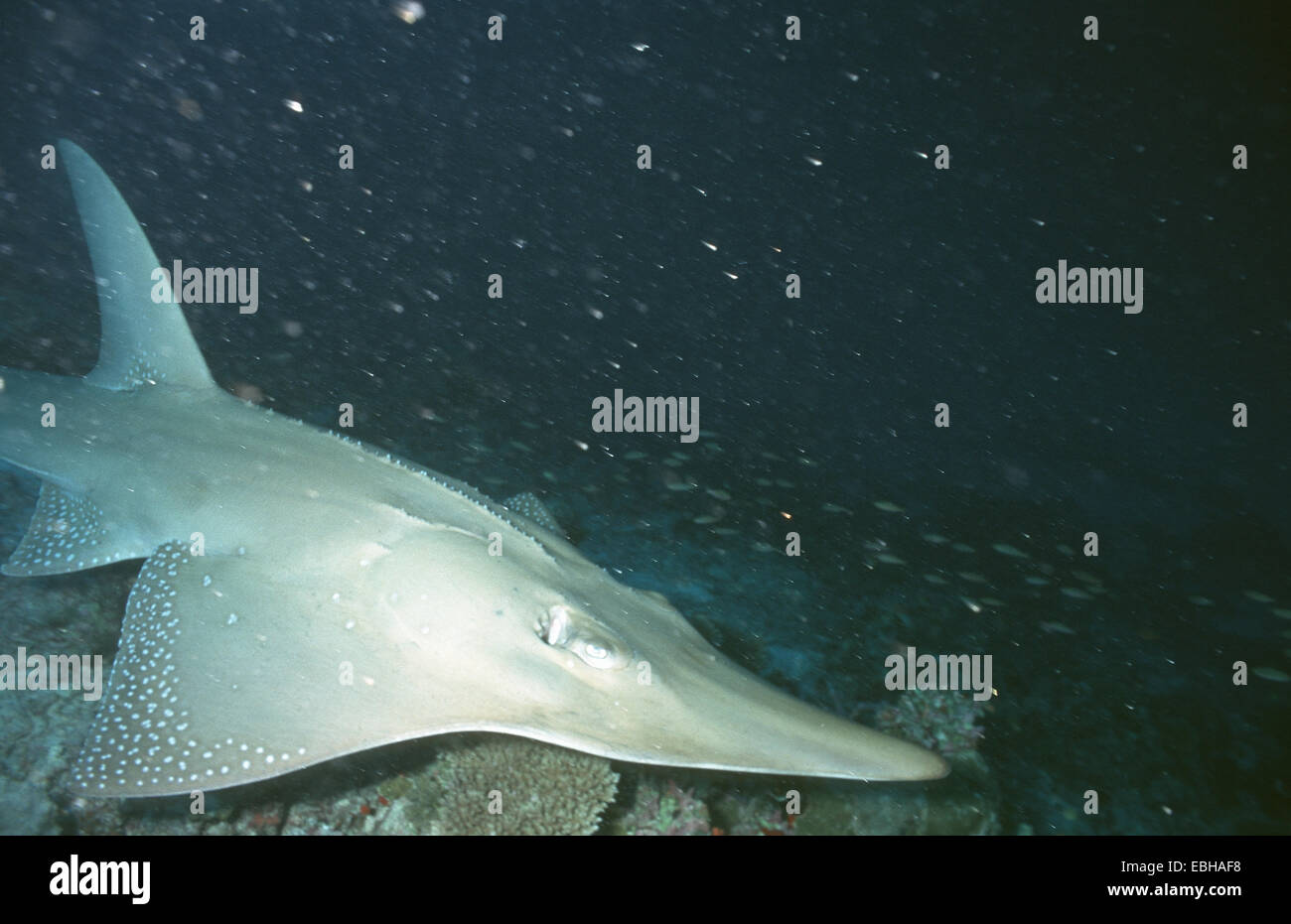 whitespotted wedgefish, spotted guitarfish, shovelnose, sand shark, giant guitarfish (Rhynchobatus djiddensis). Stock Photo