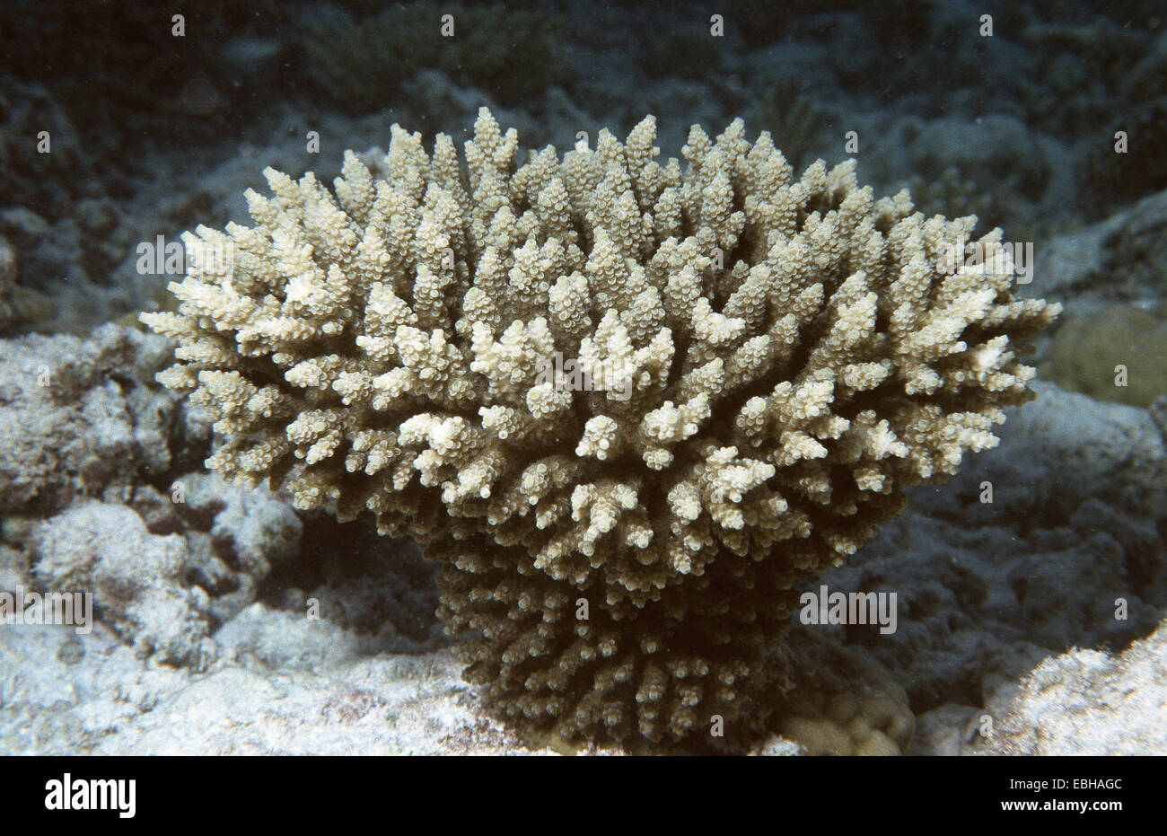 horn coral (Acropora humilis). Stock Photo