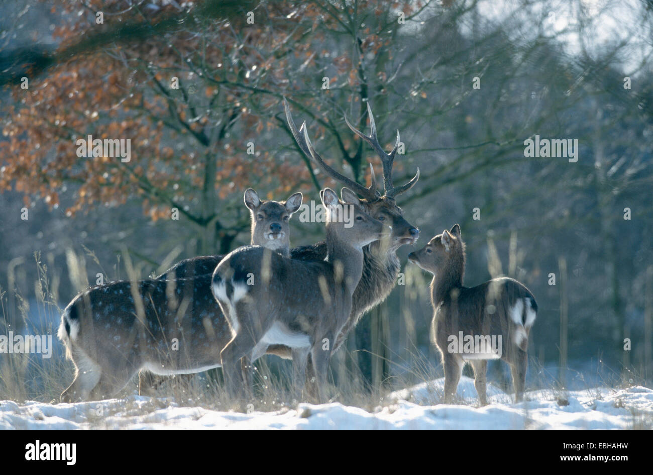 sika deer, Dybowski-sika (Cervus nippon dybowskii), stags and hinds in winter, Jan 99. Stock Photo