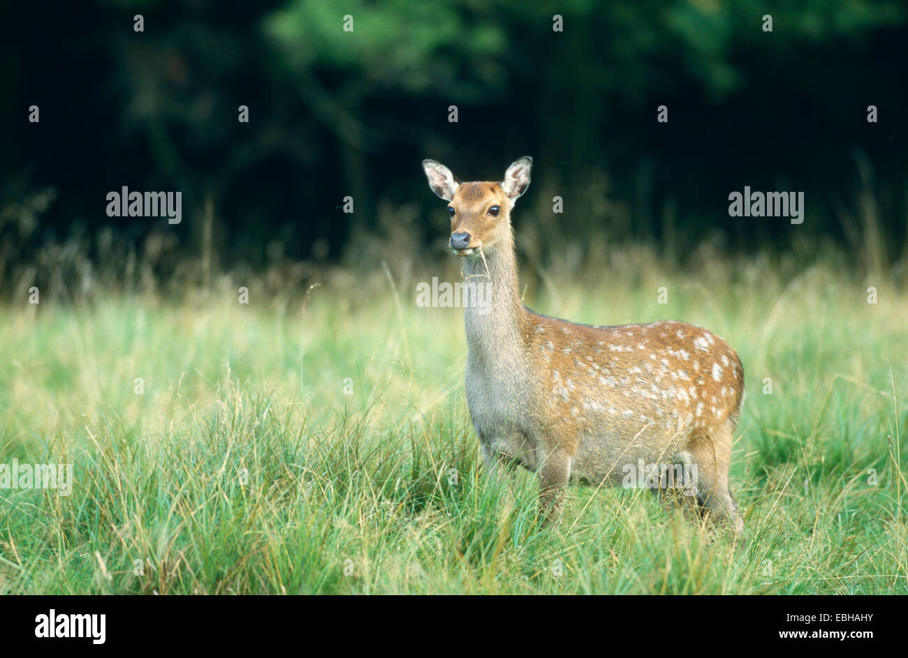 sika deer subspecies:japan-sika (Cervus nippon), hind, Sep 98. Stock Photo