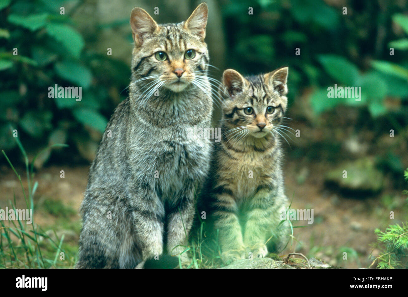wild cat (Felis silvestris), with a kitten, captive. Stock Photo