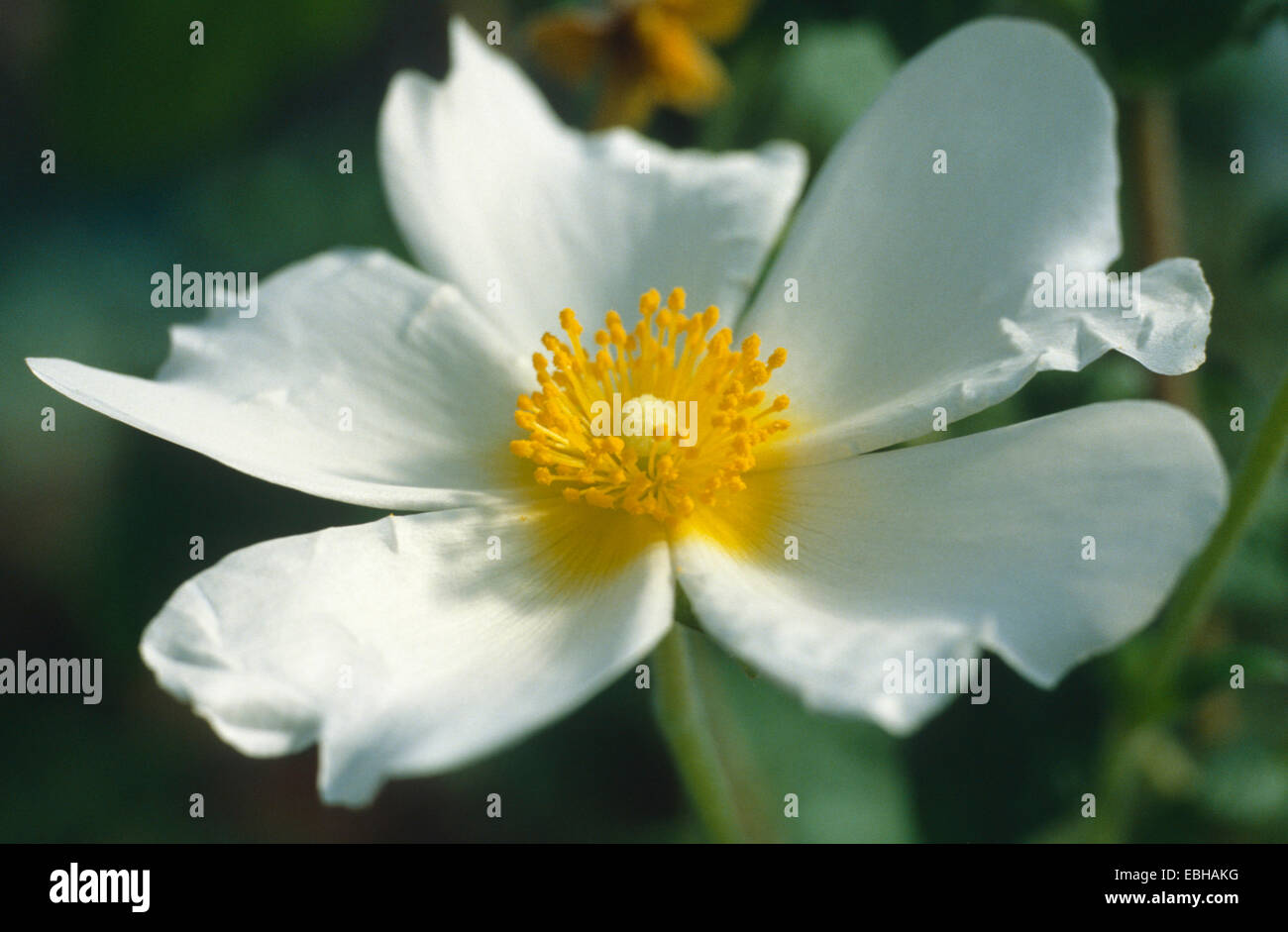 rock rose (Cistus salviaefolius), blooming. Stock Photo