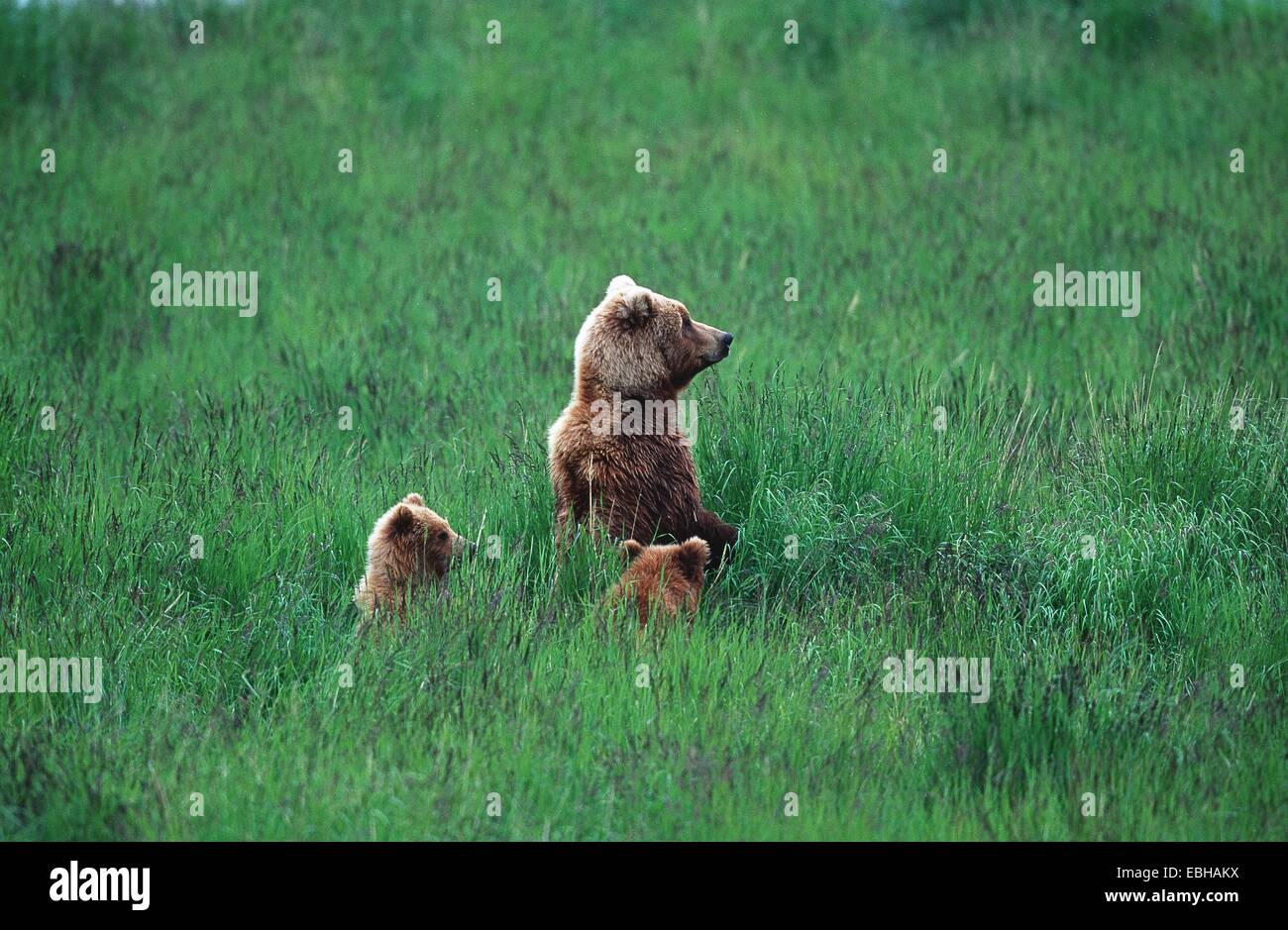 brown bear, grizzly (Ursus arctos horribilis), mother with cubs. Stock Photo