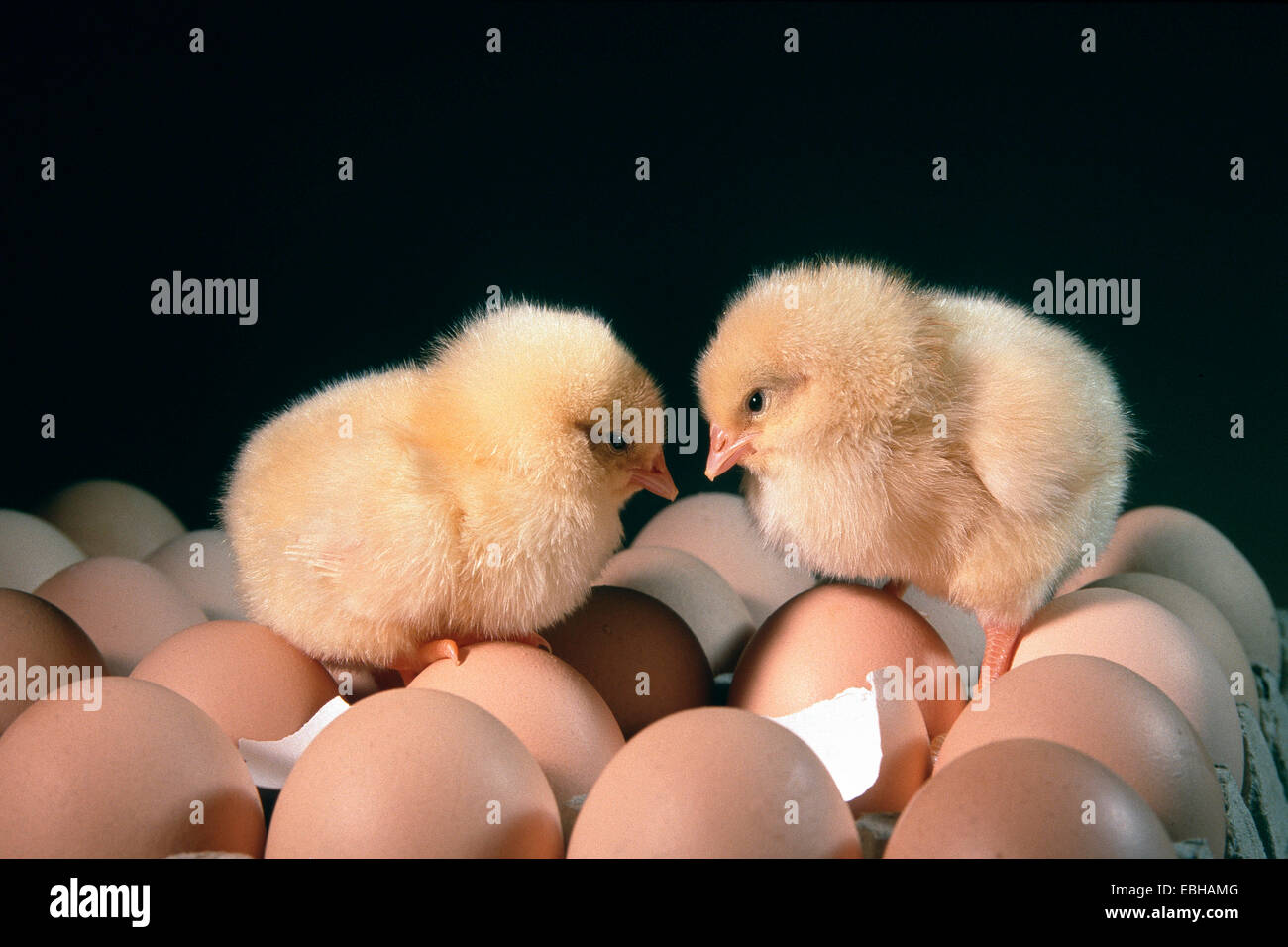 domestic fowl (Gallus gallus f. domestica). Stock Photo