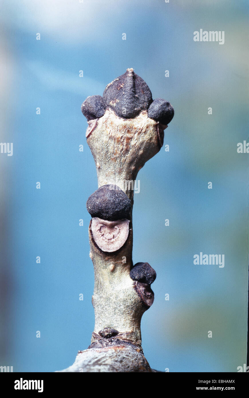 common ash (Fraxinus excelsior), buds. Stock Photo