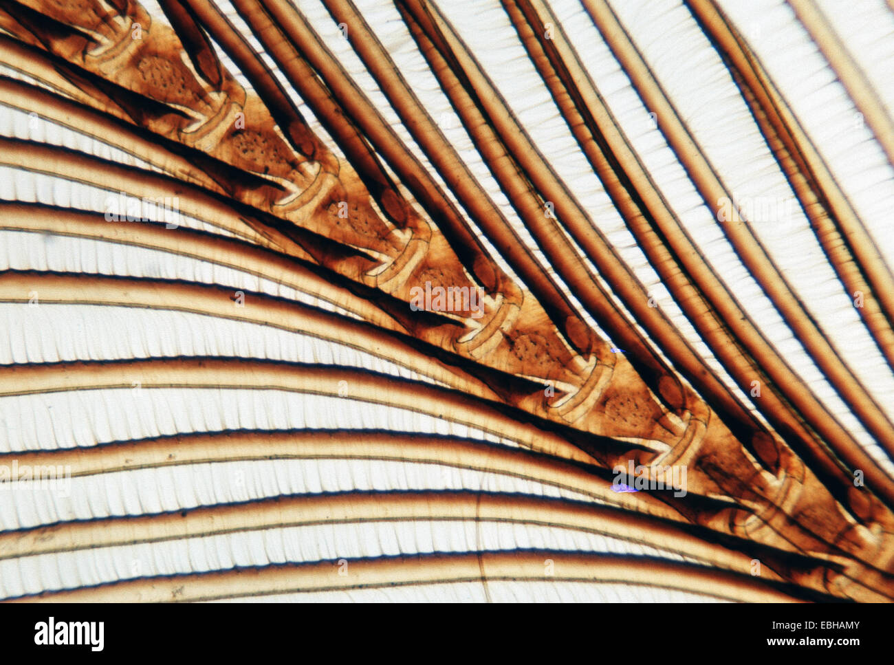 black arches (Lymantria monacha), detail of the antenna. Stock Photo