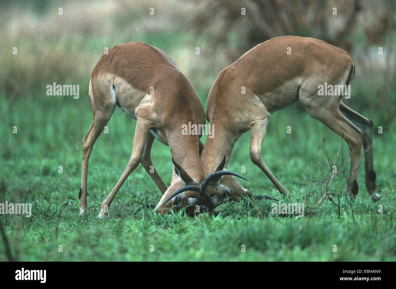 impala (Aepyceros melampus), adult males, fighting, Okt 01. Stock Photo