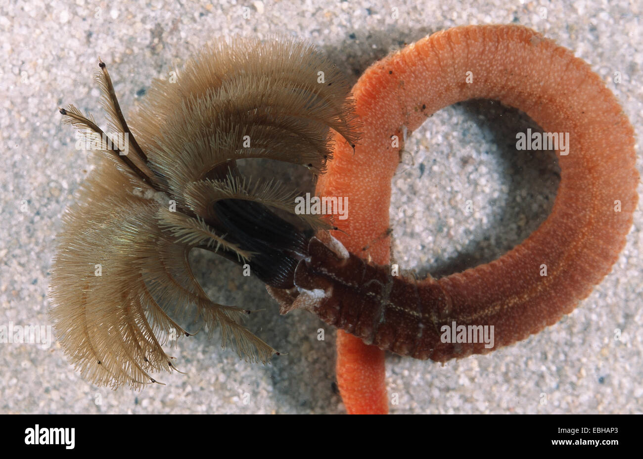 bristle worm (Megalomma (Branchiomma) vesiculosum). Stock Photo