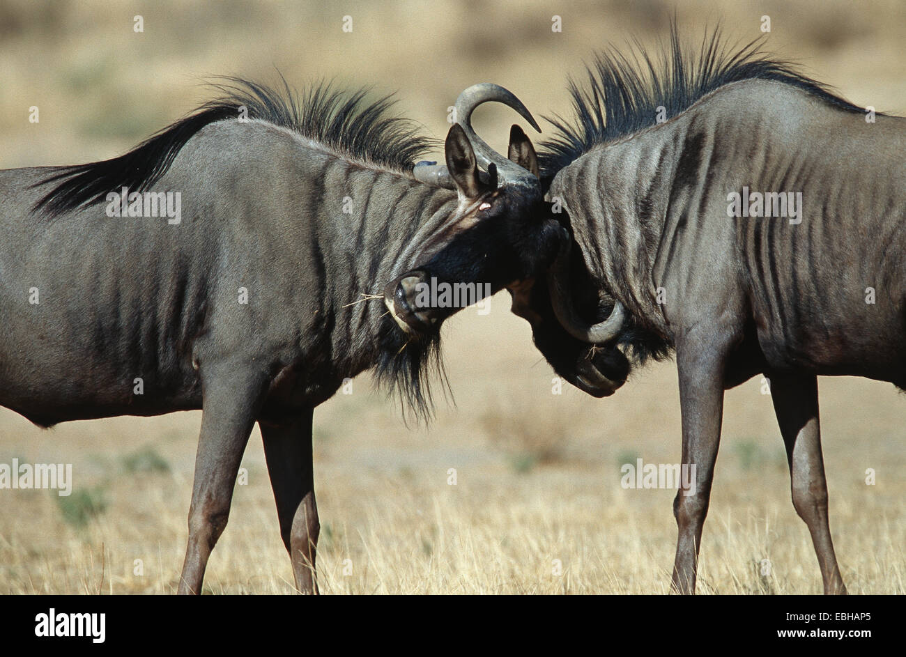 blue wildebeest, brindled gnu, white-bearded wildebeest (Connochaetes taurinus), Nov 01. Stock Photo
