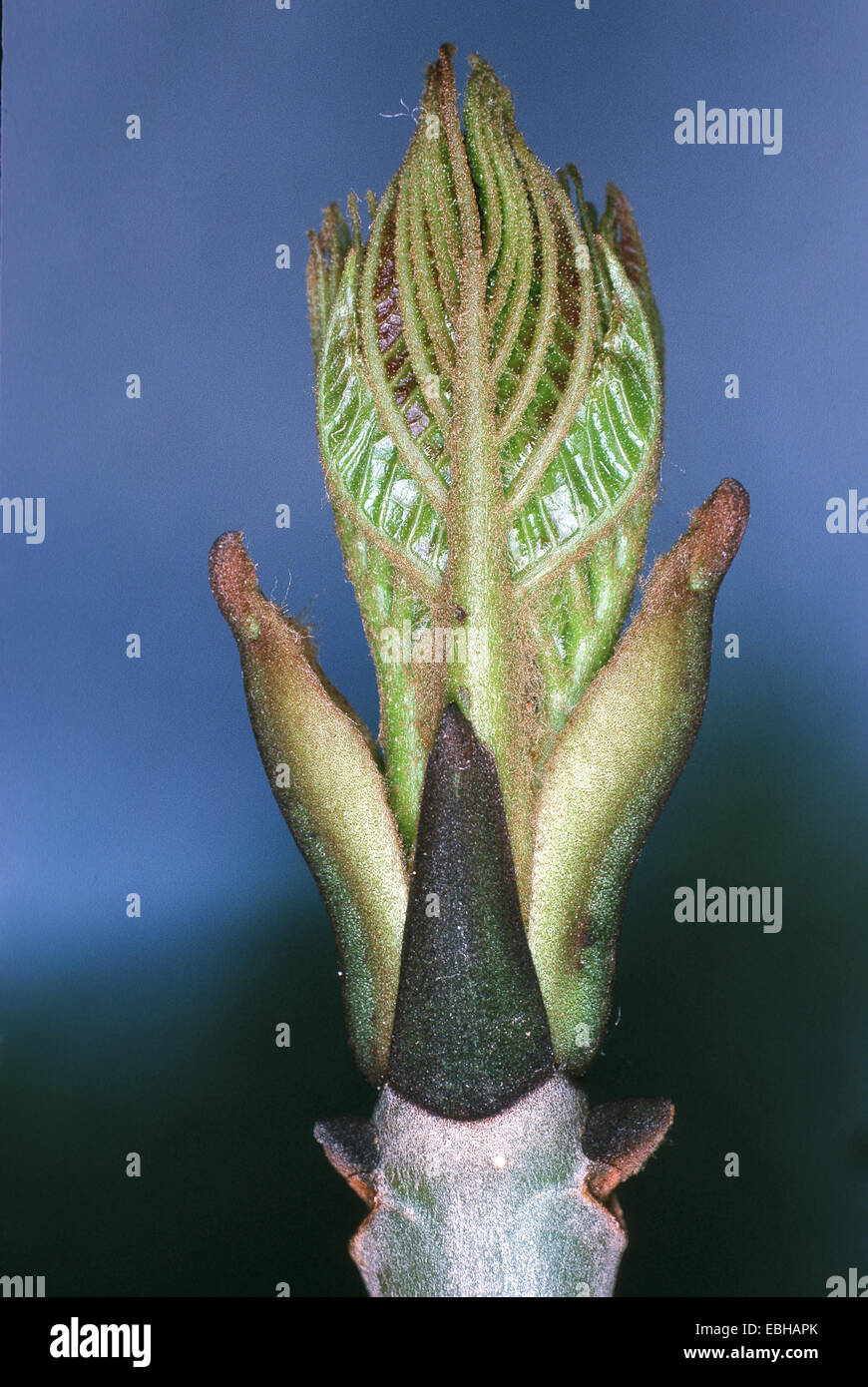 common ash (Fraxinus excelsior), buds and foliation. Stock Photo