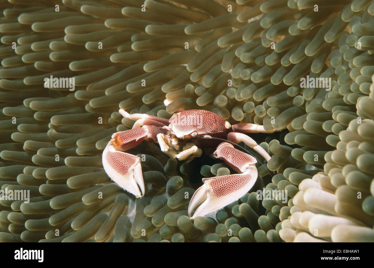porcelain crab (Neopetrolistes maculatus in Stichodactyla mertensii). Stock Photo
