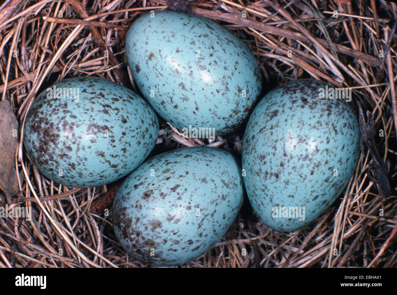 blackbird (Turdus merula), eggs in nest. Stock Photo