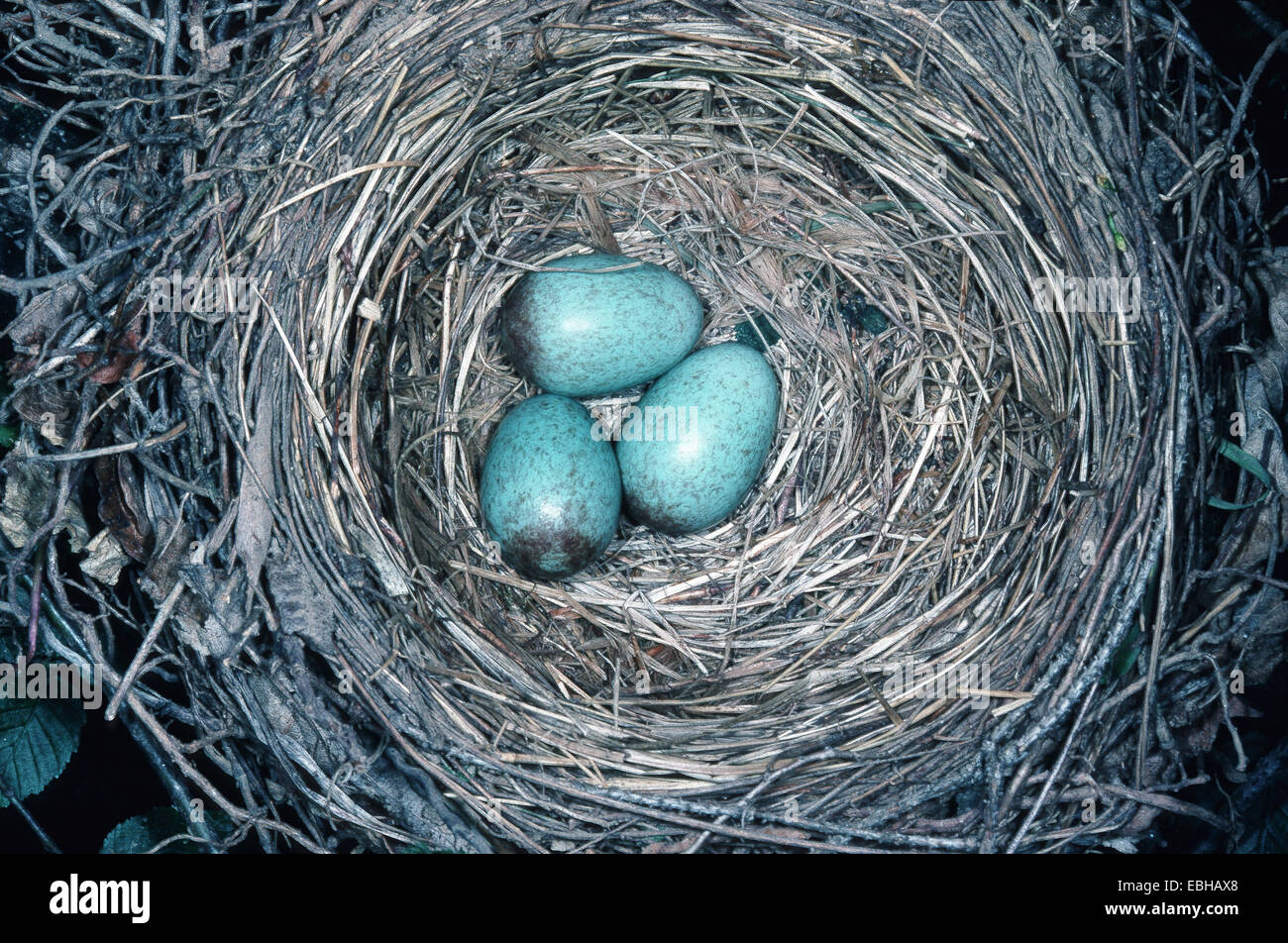 blackbird (Turdus merula), eggs in nest. Stock Photo