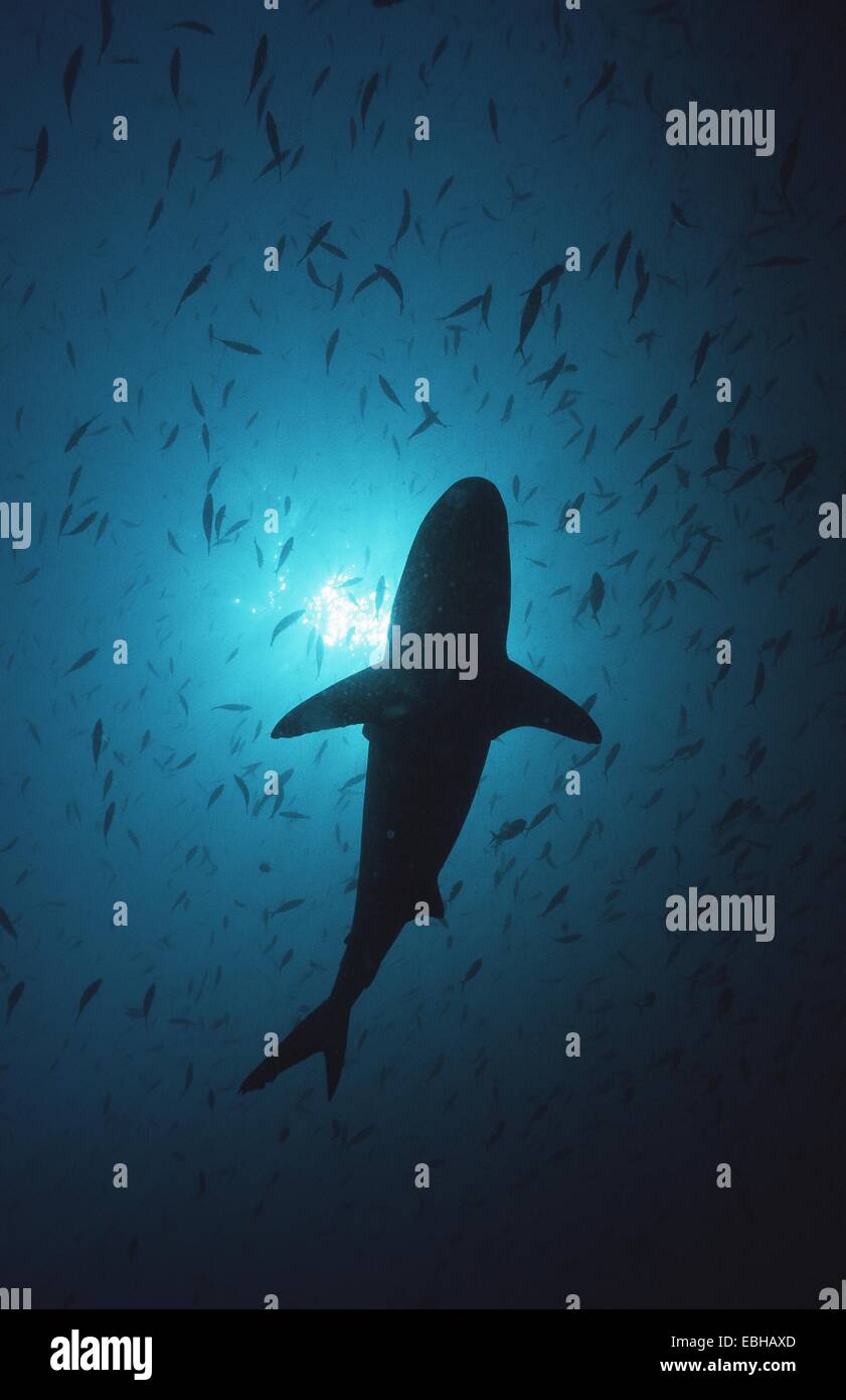 gray reef shark (Carcharhinus amblyrhynchos), from below, against the sun. Stock Photo