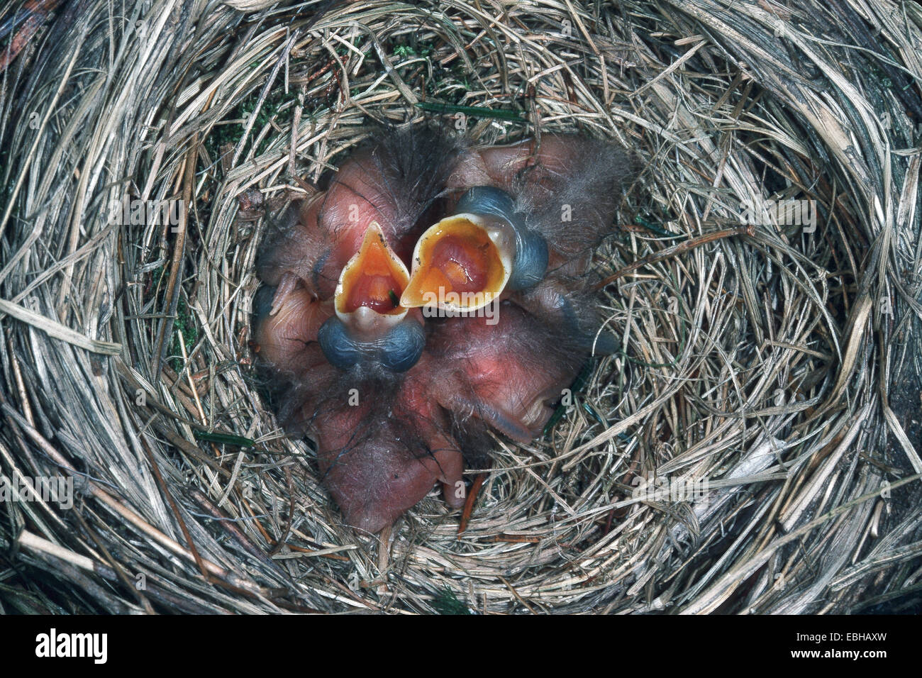 blackbird (Turdus merula), begging chicks in nest, squeaking. Stock Photo