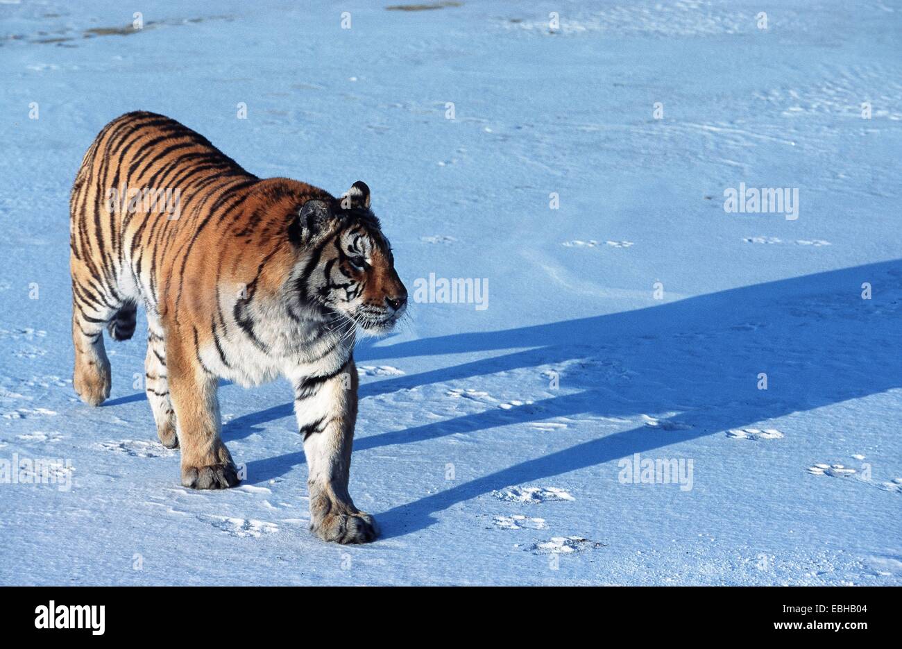 Siberian tiger (Panthera tigris altaica), walking through snow. Stock Photo