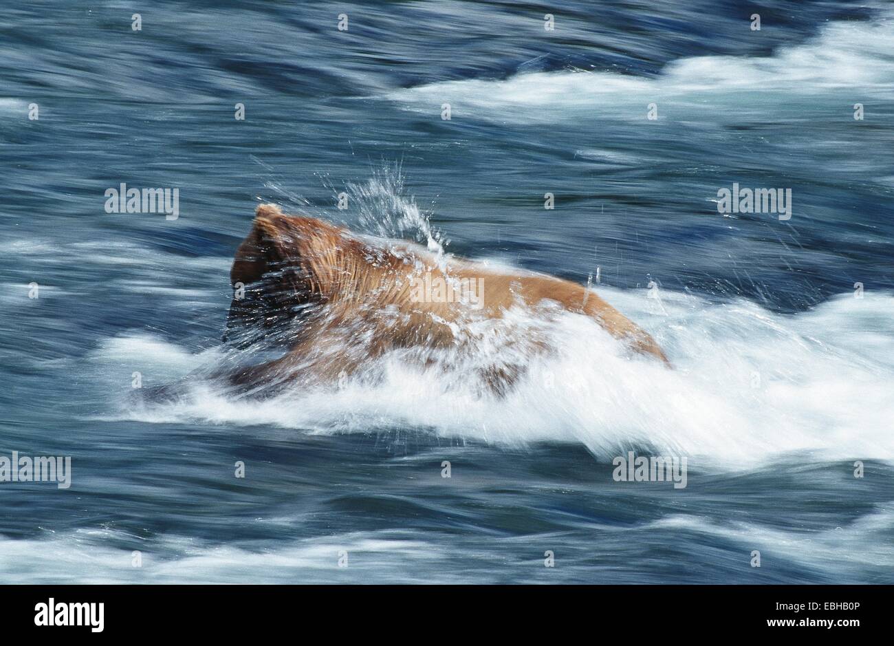 brown bear, grizzly (Ursus arctos horribilis), catching salmons. Stock Photo