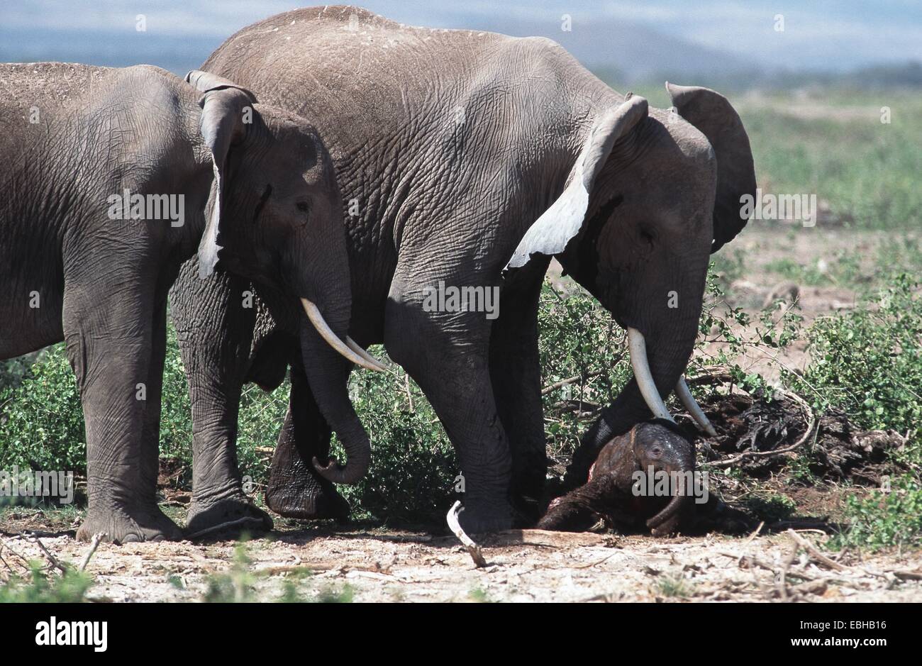African elephant (Loxodonta africana). Stock Photo