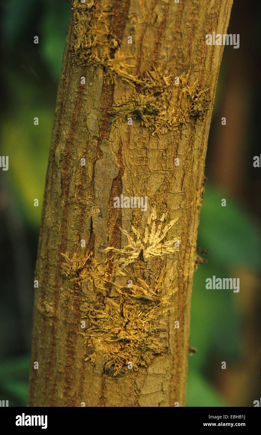 mahogany (Swietenia mahagoni), bark. Stock Photo