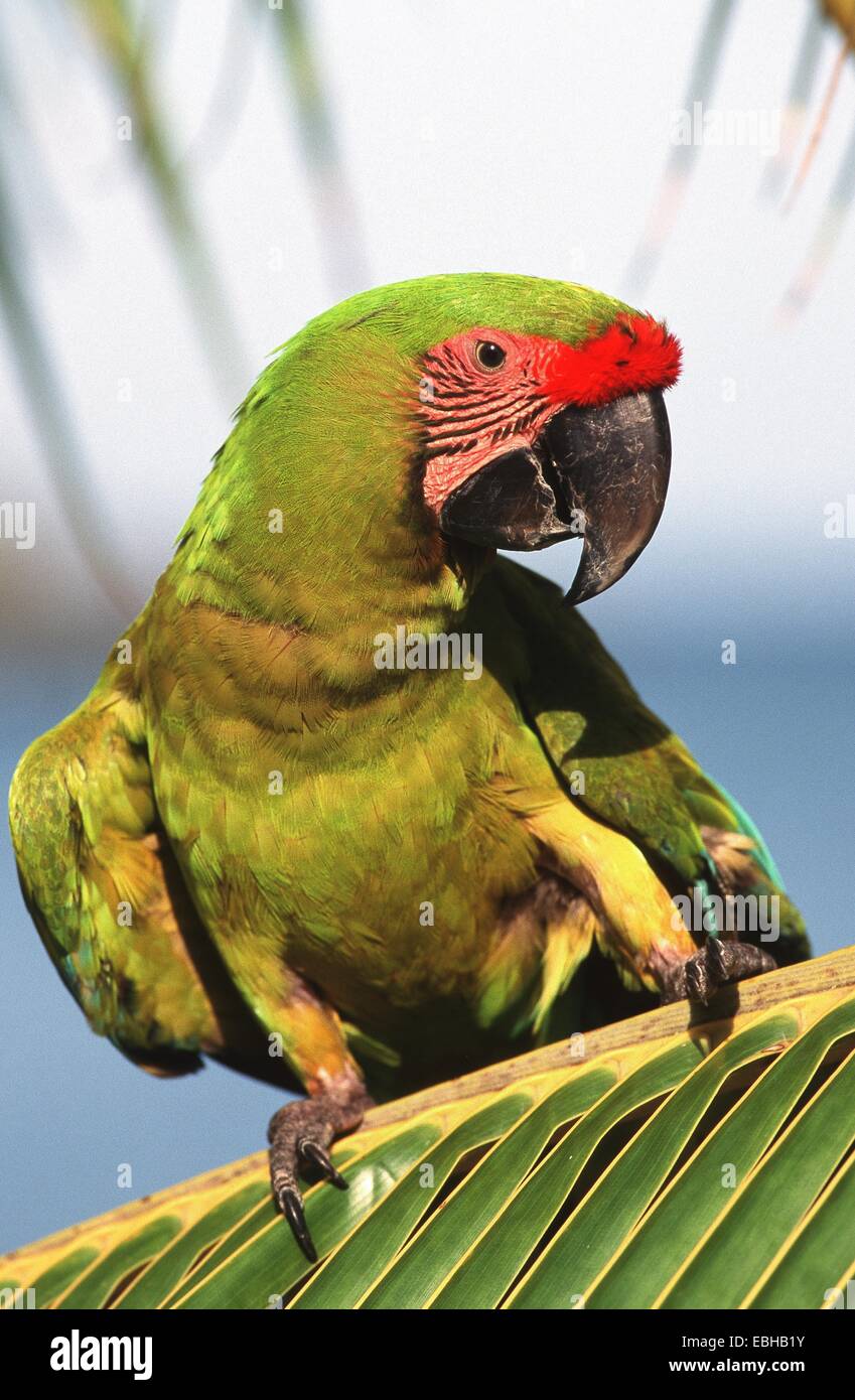 buffons macaw (Ara ambigua), sitting on a palm leaf. Stock Photo