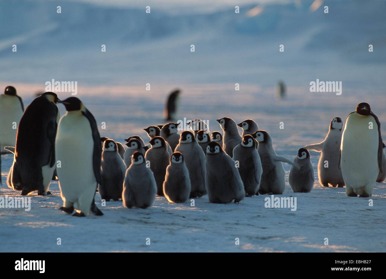 emperor penguin (Aptenodytes forsteri). Stock Photo