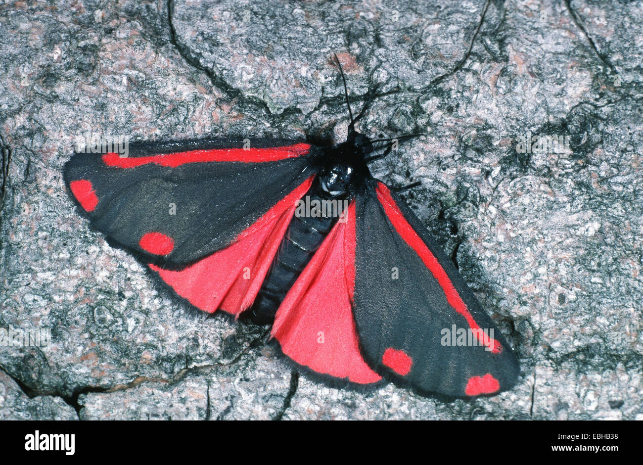 cinnabar moth (Hipocrita jacobaeae Stock Photo Alamy