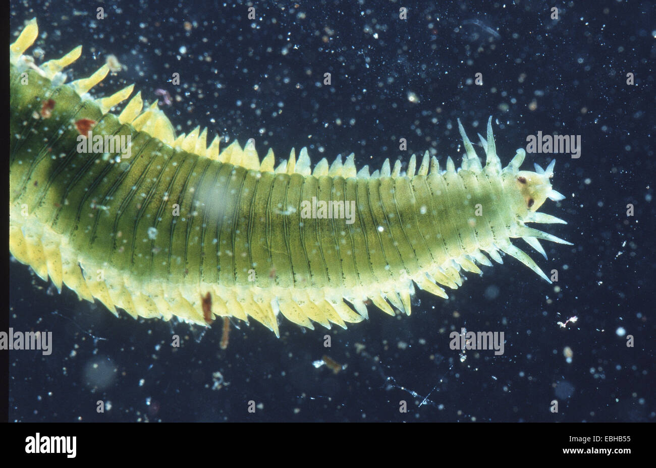 greenleaf worm, green paddle worm (Eulalia viridis). Stock Photo