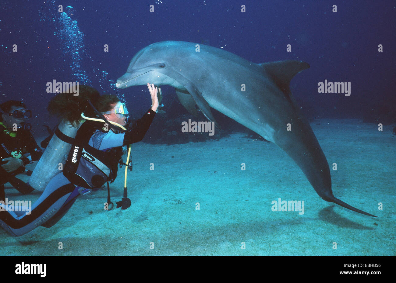 bottlenosed dolphin, common bottle-nosed dolphin (Tursiops truncatus), with diver. Stock Photo