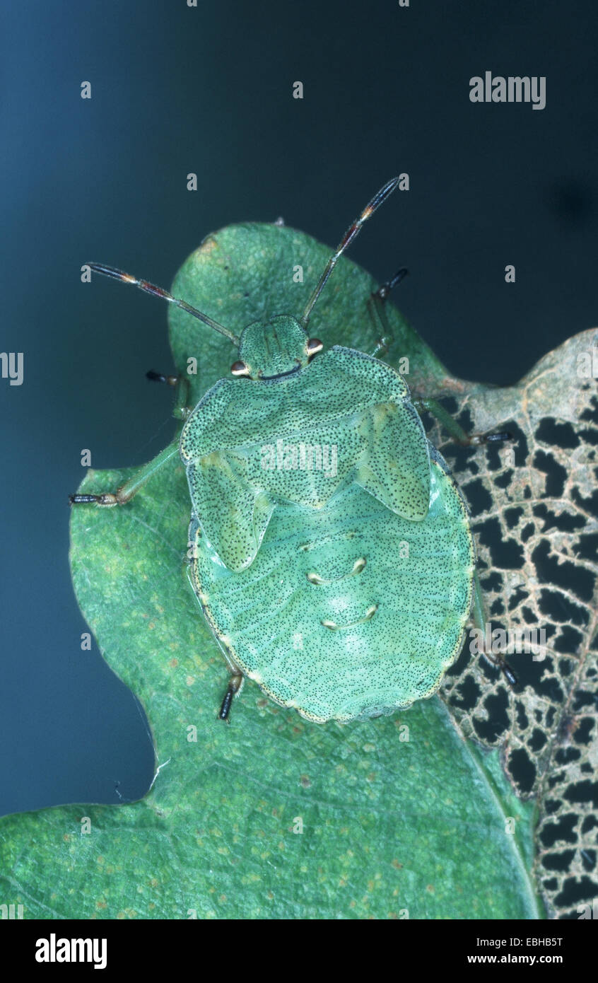 green shield bug, common green shield bug (Palomena prasina Stock Photo