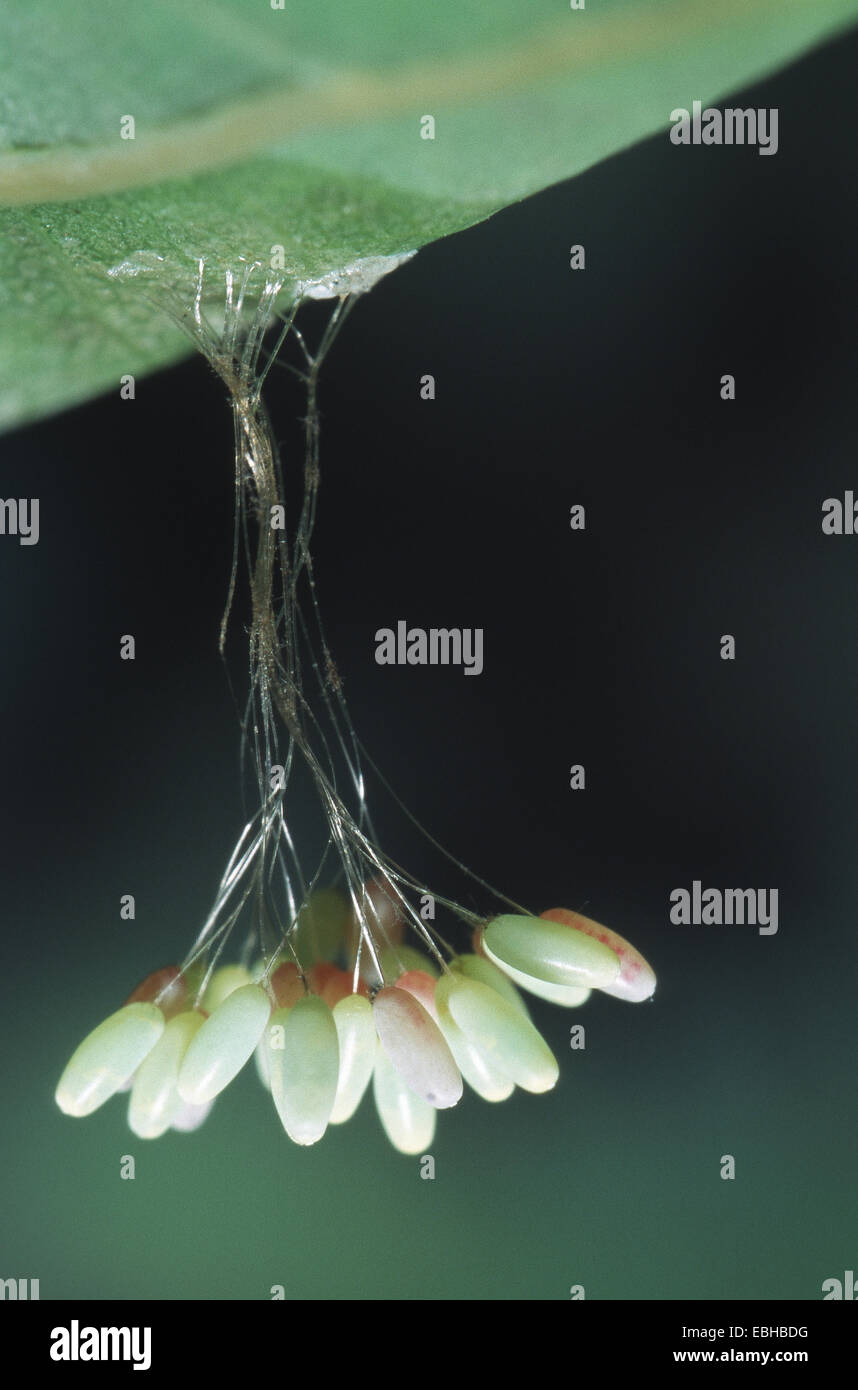 Green Lacewing Clutch Chrysoperla Eggs Stock Photo Alamy