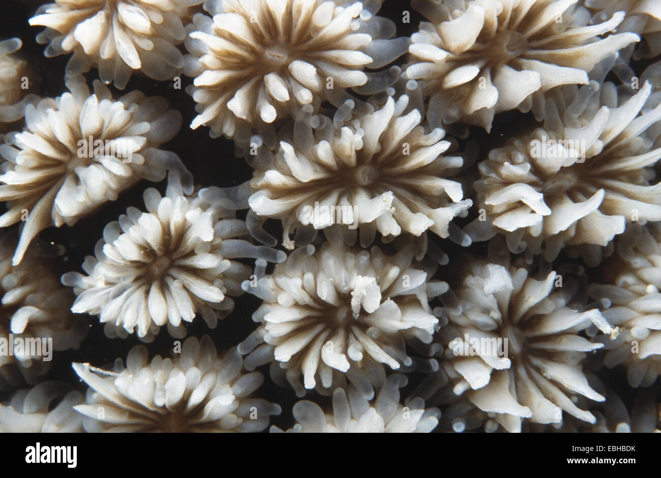 crystal coral (Galaxea fascicularis). Stock Photo