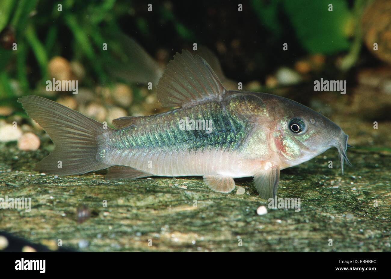 bronze corydoras, aeneus catfish (Corydoras aeneus). Stock Photo