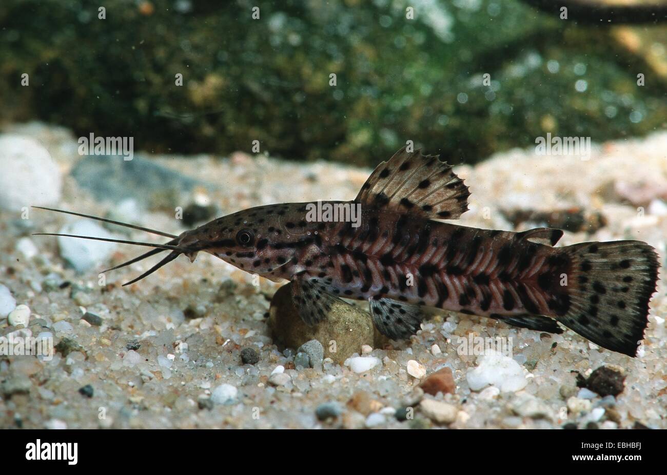 bubblenest catfish (Hoplosternum thoracatum). Stock Photo
