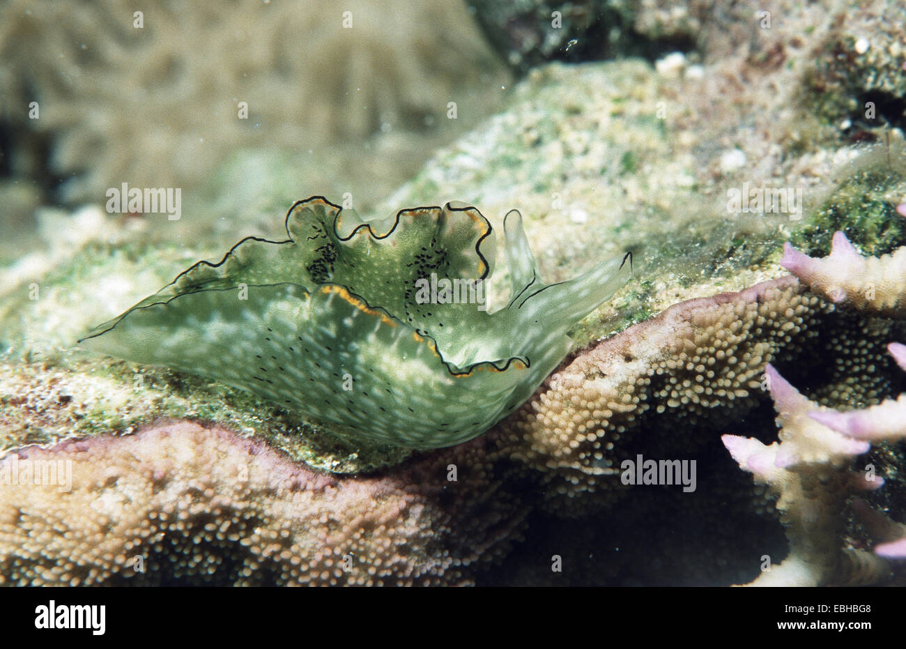 velvet snail, elysia (Elysia ornata Stock Photo - Alamy