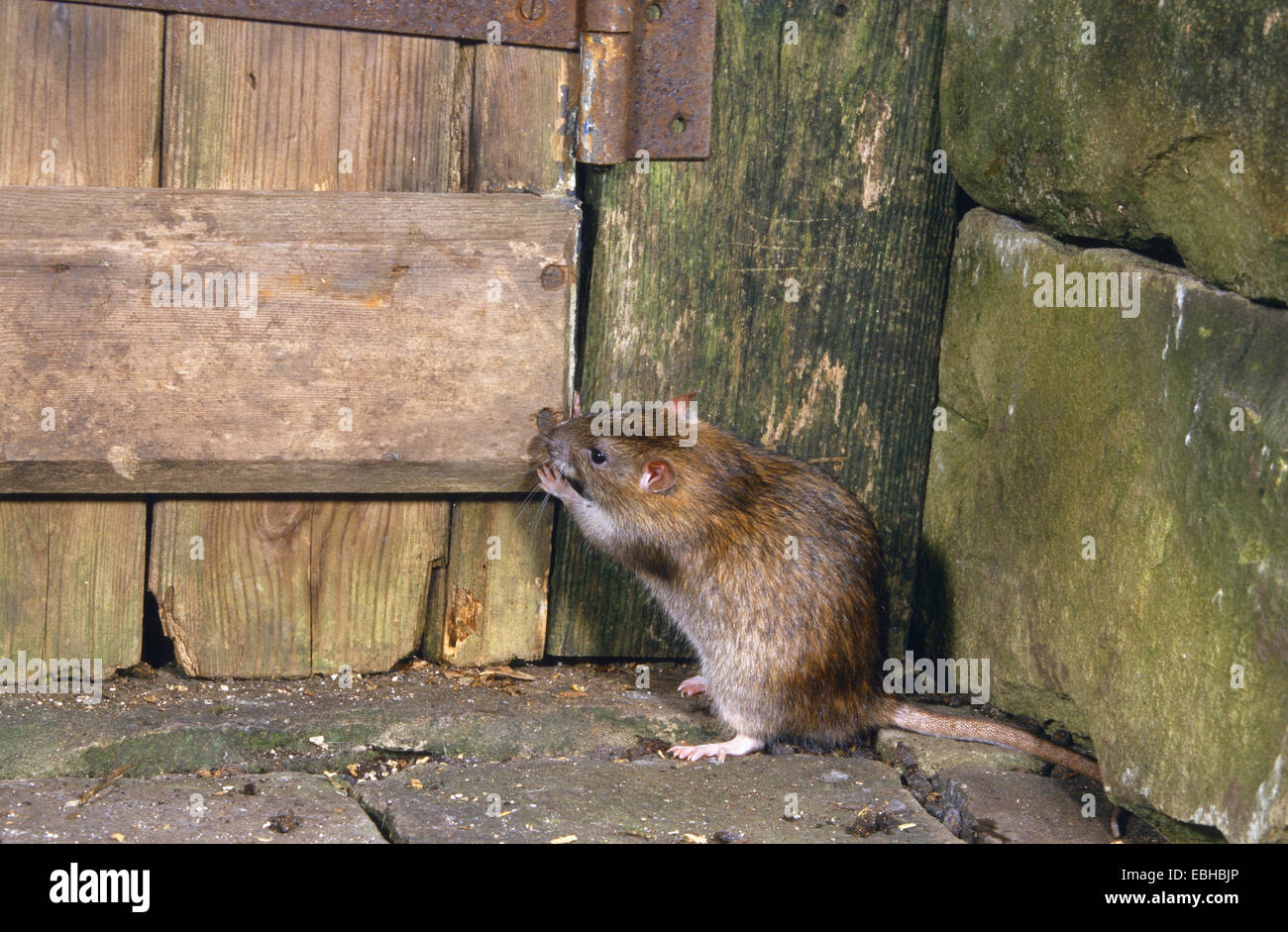 common rat (Rattus norvegicus), nibbling at a wooden door Stock Photo