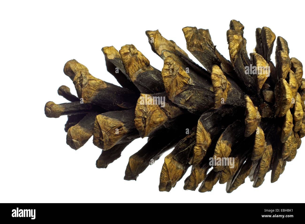 Scotch pine, Scots pine (Pinus sylvestris), cone of pine Stock Photo