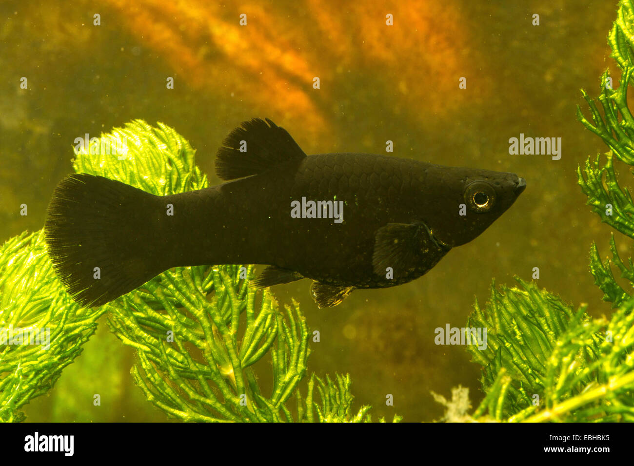 Poeciliids hires stock photography and images Alamy