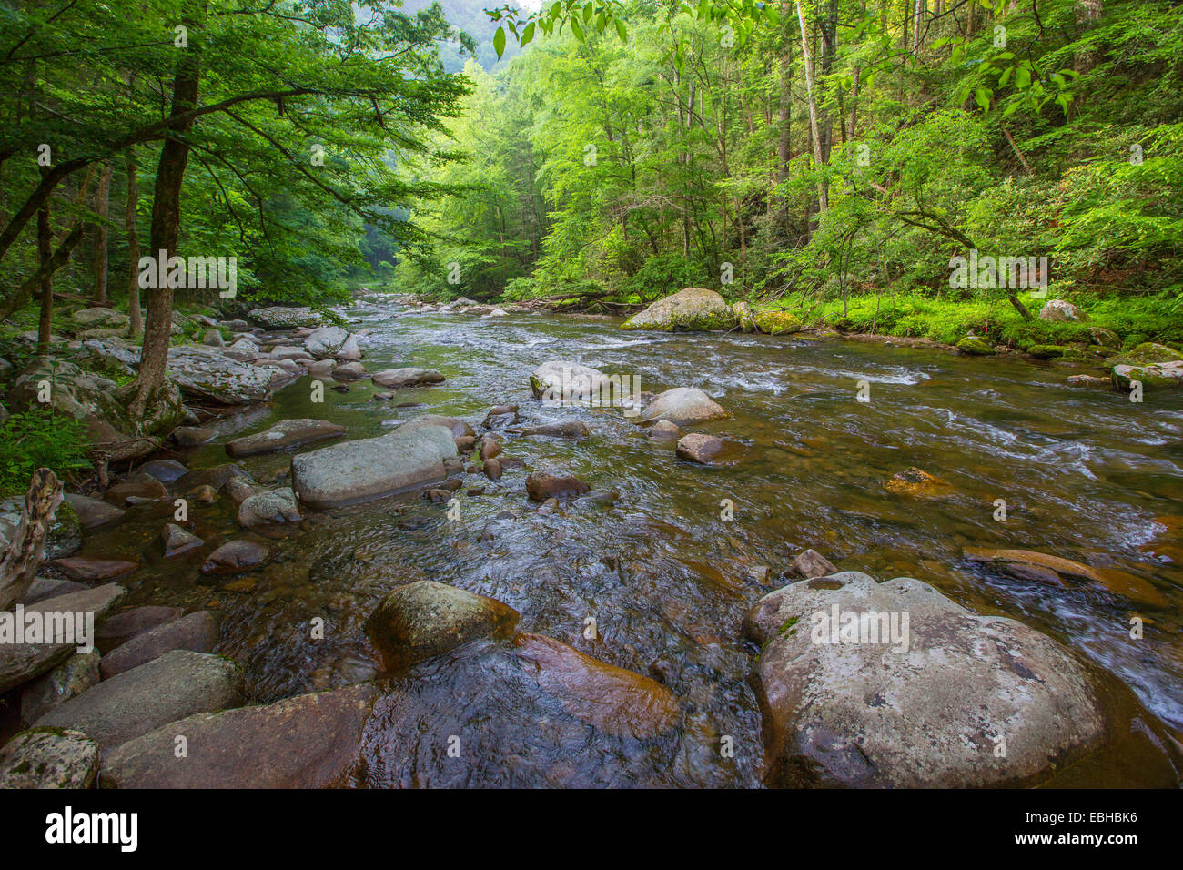 Little River, clear mountan creek, Notropis and Warpaint shiner spawning places, USA, Tennessee, Great Smoky Mountains National Park Stock Photo