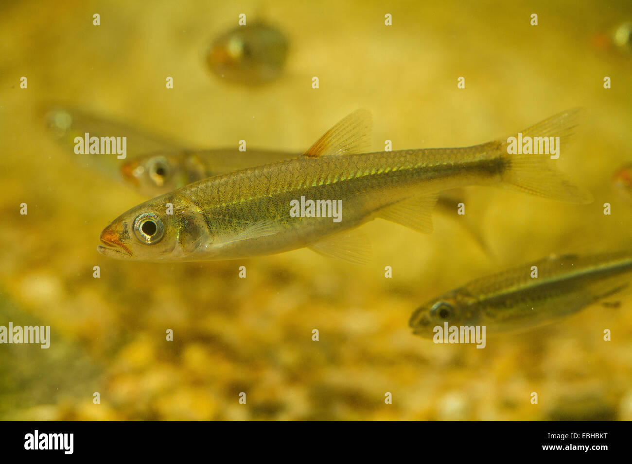 warpaint shiner  (Luxilus coccogenis), young fishes Stock Photo