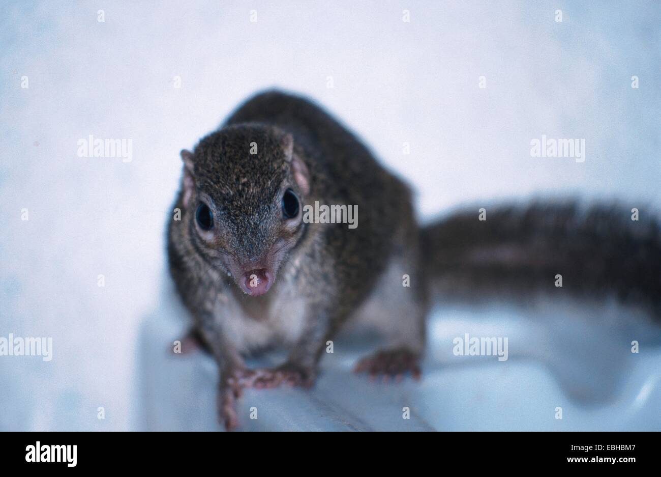 Tree Shrewa Tree Shrews High Resolution Stock Photography and Images - Alamy