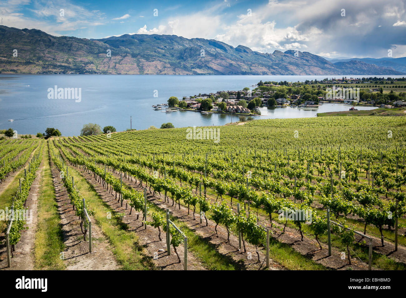 Quails' Gate Winery, Kelowna, Okanagan Lake, British Columbia, Canada