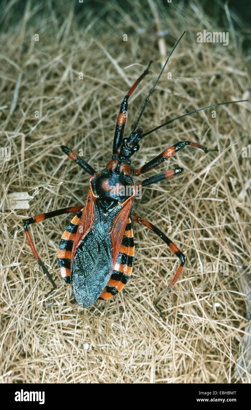 assassin bug (Rhinocoris iracundus). Stock Photo